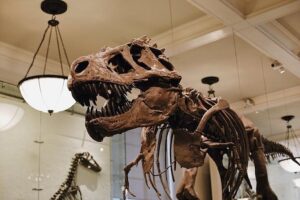 The American Museum of Natural History Guided Tour