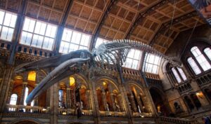 Best of The Natural History Museum of London Guided Tour